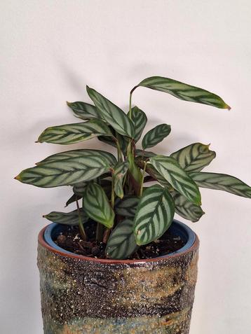 Ctenanthe Setosa beschikbaar voor biedingen