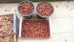 CHATAIGNE ET NOIX NATURELLES AU KILOS, Diversen, Levensmiddelen, Ophalen