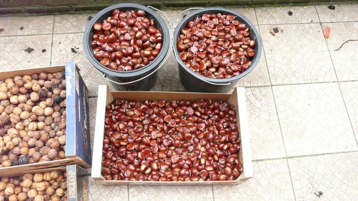 CHATAIGNE ET NOIX NATURELLES AU KILOS, Diversen, Levensmiddelen, Ophalen