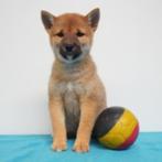 Chiots Shiba Inu à vendre (belges), Animaux & Accessoires, Commerçant, Autres races, 8 à 15 semaines, Plusieurs