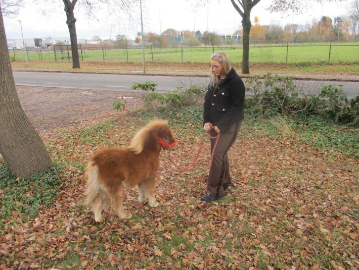 Schattig mini shetland shetlander veulen 67 cm., Dieren en Toebehoren, Pony's, Gechipt