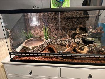 Konings python met terrarium en toebehoren  beschikbaar voor biedingen