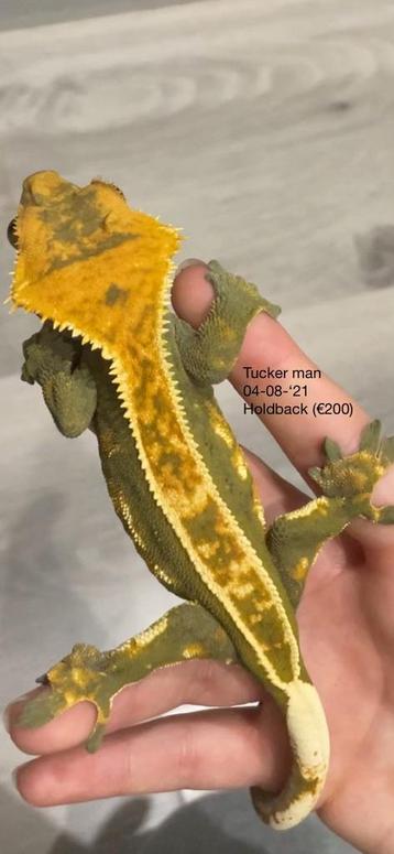 Wimpergekko (mag nu weg voor €150) beschikbaar voor biedingen