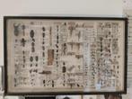grote antieke insectencollectie, Ophalen, Gebruikt, Insect, Overige typen