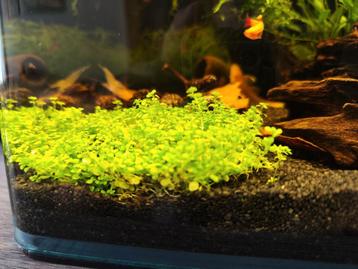 Plante d'aquarium idéal pour crevettes. beschikbaar voor biedingen