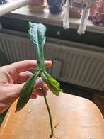 Philodendron 69686 stekje, Huis en Inrichting, Kamerplanten, Ophalen