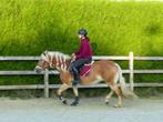 halve stal, Dieren en Toebehoren, Paarden, Merrie, Springpaard, Minder dan 160 cm, Gechipt