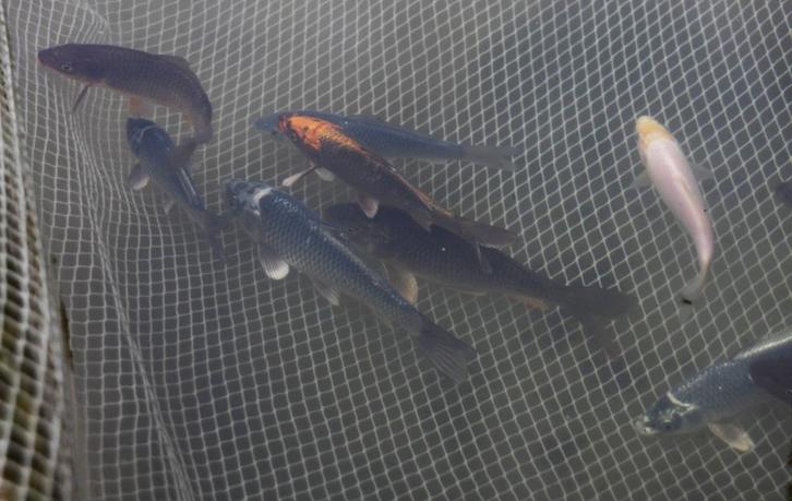 Koi vissen, Tuin en Terras, Vijvers, Nieuw, Ophalen