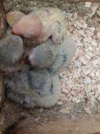 Agapornis roseicollie babys handopfok, Dieren en Toebehoren, Vogels | Parkieten en Papegaaien, Tam