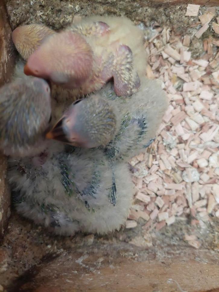 Agapornis roseicollie babys handopfok, Dieren en Toebehoren, Vogels | Parkieten en Papegaaien, Tam