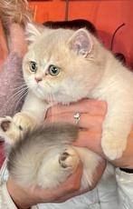 British shorthair blue golden shaded / Shell, Dieren en Toebehoren, Katten en Kittens | Raskatten | Korthaar, Poes, Ontwormd, 0 tot 2 jaar