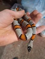 Lampropeltis alterna vrouw, Animaux & Accessoires, Serpent