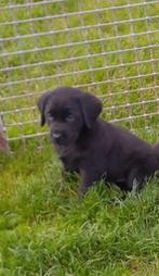 Labrador pups zwart, Dieren en Toebehoren, CDV (hondenziekte), Meerdere, Teef, 8 tot 15 weken