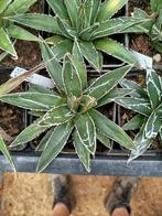 Agave Victoriae-reginae 3 jaar oud, Tuin en Terras, Planten | Tuinplanten, Ophalen of Verzenden