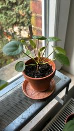 Jeune plante pi… peperomioide avec pot et soucoupe 1 pièce, Ombre partielle, Moins de 100 cm