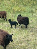 Ouessant schaapje met ooilam, Dieren en Toebehoren, Vrouwelijk, Schaap, 0 tot 2 jaar