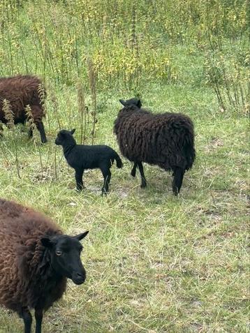 Ouessant schaapje met ooilam beschikbaar voor biedingen