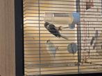 6 kanarie koppels, Dieren en Toebehoren, Vogels | Kanaries