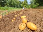 aardappels te koop, Zakelijke goederen, Landbouw | Aardappelen, Groenten, Fruit en Vlees, Ophalen