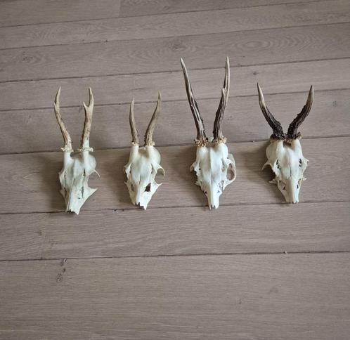 4 Leuke Ree Geweien Samen € 21 Jacht Mancave Veluwe Set 4, Verzamelen, Dierenverzamelingen, Gewei of Kop, Hert, Ophalen of Verzenden