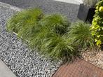 Siergrassen Pennisetum alop gratis op te halen, Tuin en Terras, Planten | Tuinplanten, Ophalen, Siergrassen