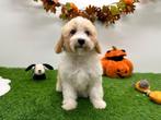 Cavapoo pups, België, 8 tot 15 weken, CDV (hondenziekte), Meerdere