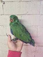 edelpapegaai man, Dieren en Toebehoren, Mannelijk, Papegaai, Geringd
