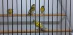 2-0 tjechisch geel isabel 2023, Dieren en Toebehoren, Vogels | Overige Vogels, Mannelijk, Wildzangvogel, Geringd