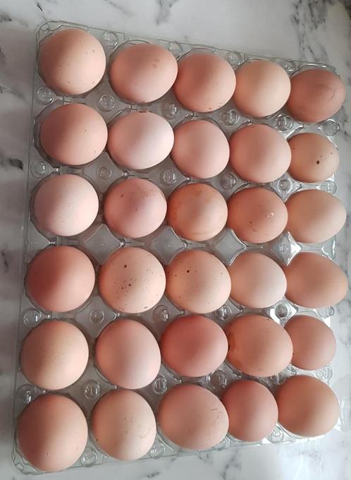 œufs à éclore de perdrix dorée Brahma Hound, Animaux & Accessoires, Volatiles