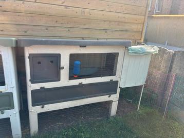 2 cavia’s met kooi, 90 cm ou plus, Cobaye, Cage, Enlèvement