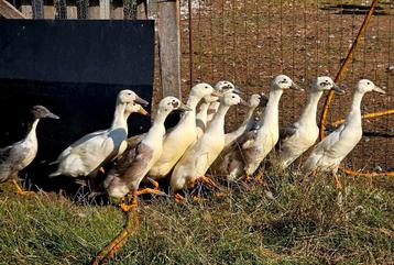 Eenden te koop beschikbaar voor biedingen