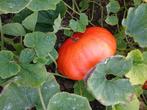 Pompoenen, Tuin en Terras, Planten | Tuinplanten, Ophalen