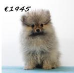 Pomeriaantjes pups te koop, Keeshond, 15 weken tot 1 jaar, Handelaar, Buitenland