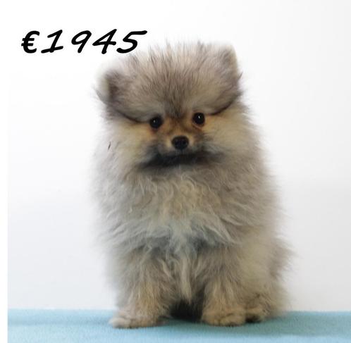 Pomeriaantjes pups te koop, Dieren en Toebehoren, Honden | Poolhonden, Keeshonden en Oertypen, Meerdere dieren, Keeshond, Handelaar