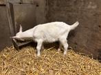 Wit bokje, Mâle, Chèvre, 0 à 2 ans
