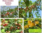 SUPERPROMO! FORSE MIRABEL-PRUIMENBOMEN: LGSTM 10€, HALFS 15€, Ophalen of Verzenden, Lente, Vaste plant, Fruitplanten