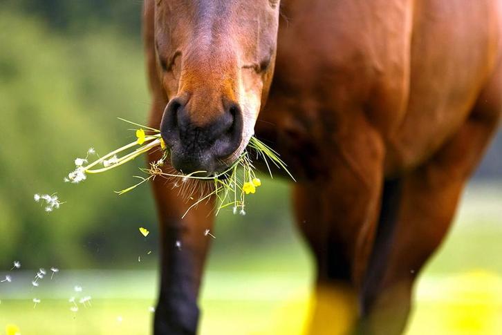 Plaats op weide gezocht voor paard op pensioen ZOTTEGEM, Dieren en Toebehoren, Stalling en Weidegang
