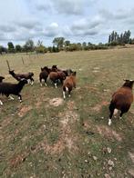 Schaapbok te ruilen, Dieren en Toebehoren, Schapen, Geiten en Varkens