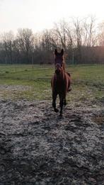 paard te koop, Dieren en Toebehoren, Merrie, Springpaard, Gechipt, 3 tot 6 jaar