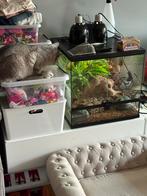 Terra 45x45x45 incl 2 luidpaardgekko koppel, Dieren en Toebehoren, Ophalen, Nieuw