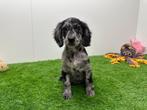 Cockapoo pups, Dieren en Toebehoren, Honden | Chihuahua's en Gezelschapshonden, België, Overige rassen, 8 tot 15 weken, CDV (hondenziekte)