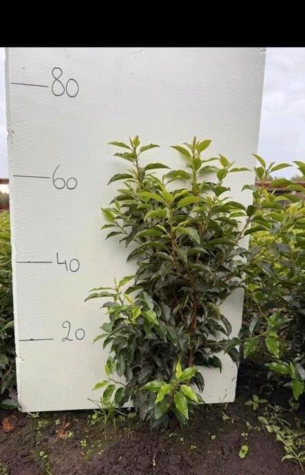 Portugese laurier, Tuin en Terras, Planten | Struiken en Hagen, Haag, Laurier, Ophalen