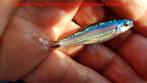 Notropis chrosomus (regenboogwinde) voor vijver of aquarium, Dieren en Toebehoren, Vissen | Vijvervissen, Overige soorten