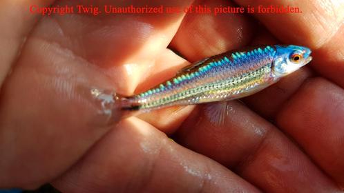 Notropis chrosomus (regenboogwinde) voor vijver of aquarium, Dieren en Toebehoren, Vissen | Vijvervissen, Overige soorten