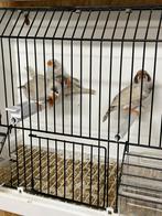 4 jonge zwartwang masker zebravinken, Plusieurs animaux, Oiseau tropical, Bagué