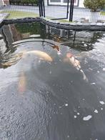 Kooi's  vissen, Dieren en Toebehoren, Vissen | Vijvervissen, Karper of Koi