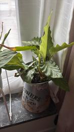 vintage pot with a plant, Ophalen