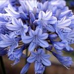 Zaden Agapanthus  'Headbourn Hybrids'voor kwekers, Ophalen of Verzenden
