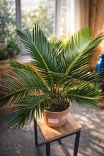 Cycas Revoluta - Vredespalm, Enlèvement