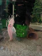 Ancistrus snow white, Dieren en Toebehoren, Vissen | Aquariumvissen